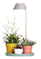 plant light care 11cm gris glacier